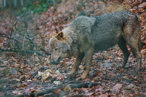 Premium Photo | Iberian wolf