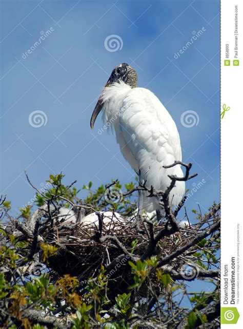 Nesting Wood Stork stock image. Image of wading, stork - 8858993