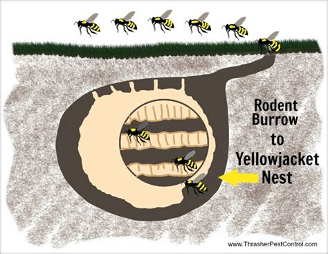 Pests that Collaborate: Yellowjackets and Rodents | Thrasher Termite ...