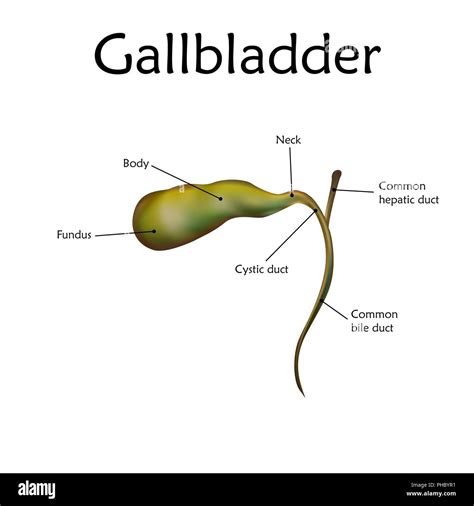 Gallbladder Diagram Labeled