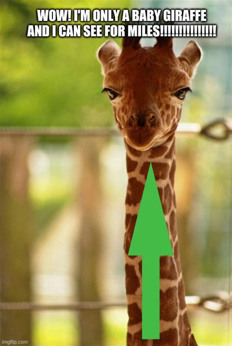 The best (And tallest) baby giraffe EVER! - Imgflip