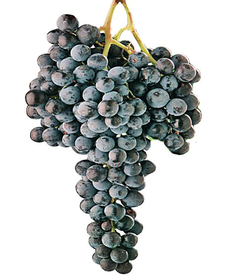 Grape Varieties – Newsom Family Farms