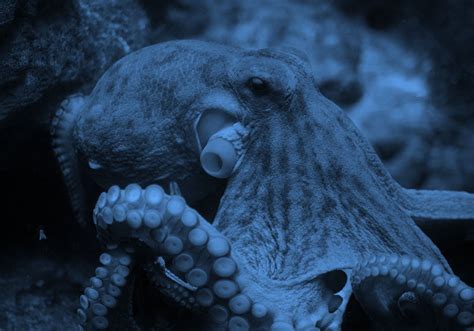 "Squid" vs. "Octopus" – What's The Difference? | Dictionary.com