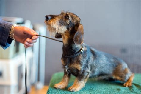 Premium Photo | Dog grooming at international dog show