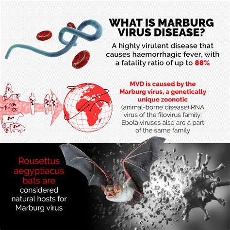 Ghana reports Marburg virus outbreak — What causes the disease ...