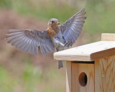 Eastern Bluebird Feeding Photograph by Mike Dickie | Pixels