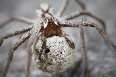 Wolf spider carrying babies [1200x800][OC] : MacroPorn