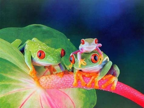 🔥 [40+] Frog Valentine Wallpapers Backgrounds | WallpaperSafari