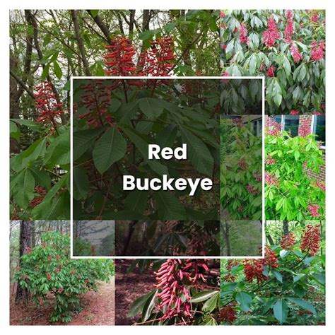 How to Grow Red Buckeye - Plant Care & Tips | NorwichGardener