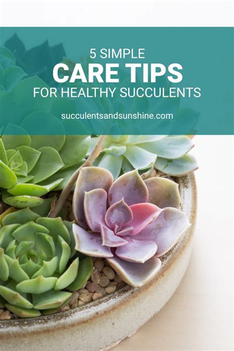 5 Succulent Care Tips - Prevent Succulent Leaves Falling Off