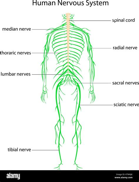 The Nervous System Drawing Easy