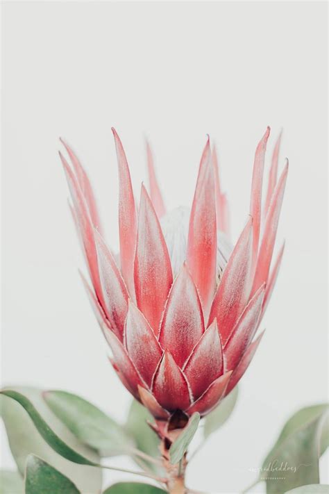 King Protea | Flower Photography by Ingrid Beddoes Photography