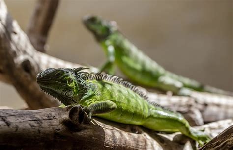 149 photos of Green Iguana Lizards - FlippedNormals