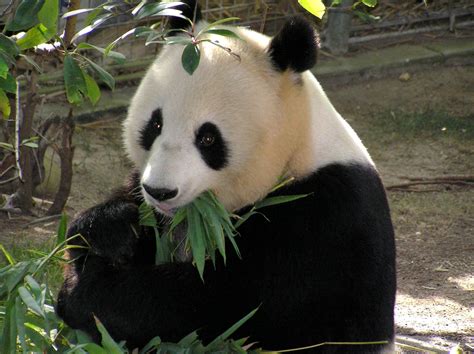 Panda, Giant, Black And White, Cute Free Stock Photo - Public Domain ...