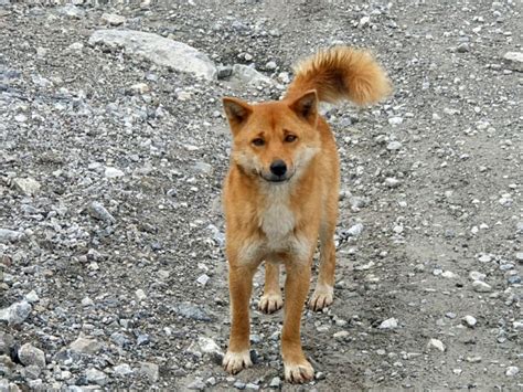 For The First Time In 50 Years, Ancient Breed Of Singing Dog Gets Spotted In The Wild | Bored Panda