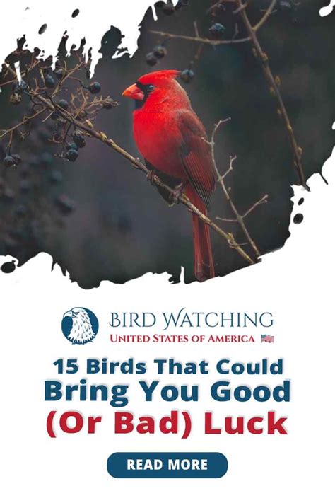 15 Birds That Could Bring You Good (Or Bad) Luck