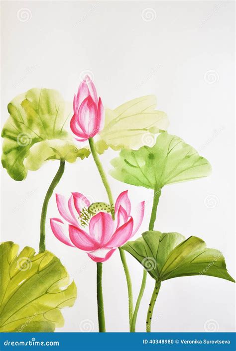 Watercolor Painting of Lotus Leaves and Flower Stock Photo - Image of landscape, plant: 40348980