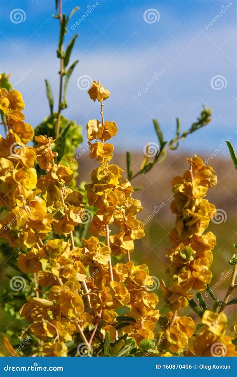 Stone Desert, Flowering Plants Xerophytes, Desert Landscape of a Dried Up River Bed in Texas in ...