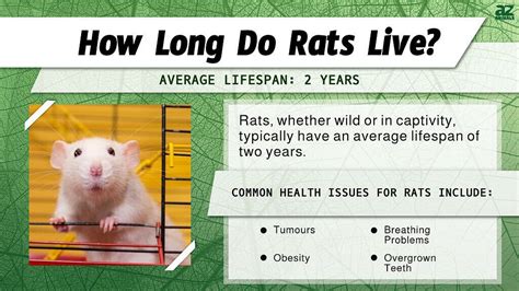 Rat Lifespan: How Long Do Rats Live? - A-Z Animals