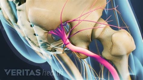 Anatomy of the Sciatic Nerve