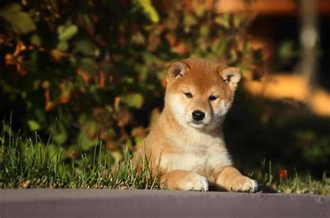 10 Best Shiba Inu Rescues For Adoption