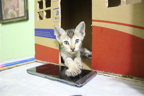 Diy kitten house with little cute cat. Today I click this image in my camera. : u/MrMunna