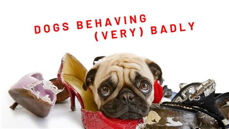 Dogs Behaving (Very) Badly Australia - Ten Network - Media Spy