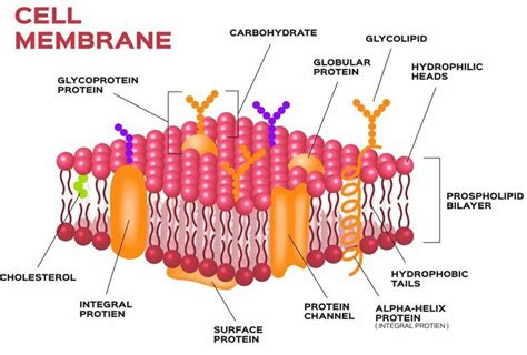 Histology, Molecular structure of the cell membrane, Cell function and structure | Science online