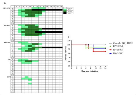 | Clinical signs and mortality of chickens after co-infection with IBV... | Download Scientific ...