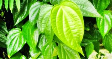 20 Manfaat Daun Sirih Sebagai Obat Penyakit Tradisional - Info Kesehatan