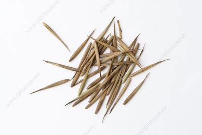 Bamboo seeds - Stock Image - C027/3281 - Science Photo Library