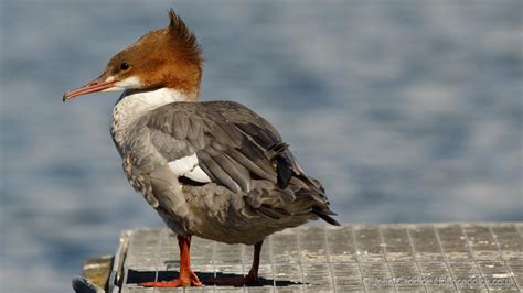 Common Merganser male in eclipse plumage - John Caddick | John Caddick