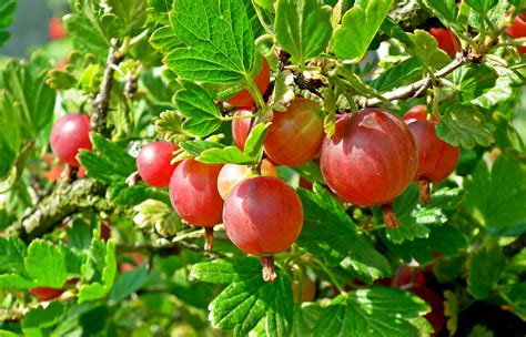 Gooseberry 'Captivator' - Yew Tree Garden Centre