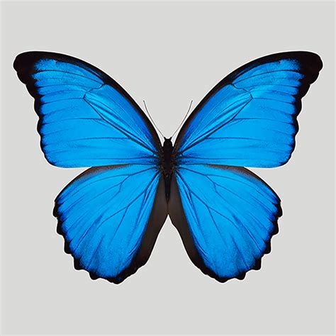 Blue Morpho, Morpho Bleu, Morpho Azul, Morpho Butterfly, Butterfly ...