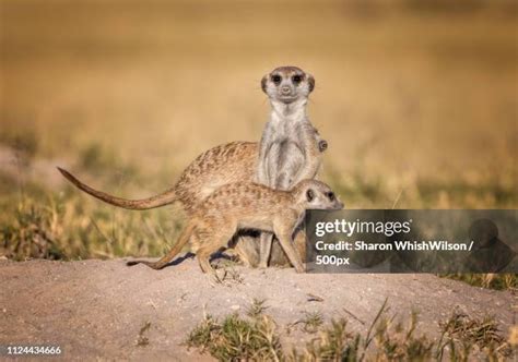 259 Meerkat Family Stock Photos, High-Res Pictures, and Images - Getty ...