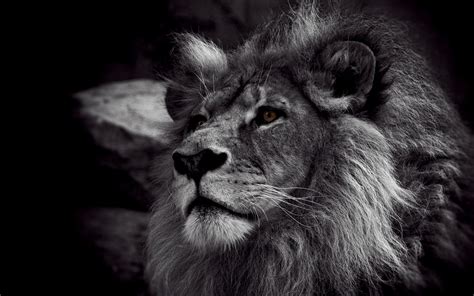 Lion of Judah Wallpapers (64+ images)