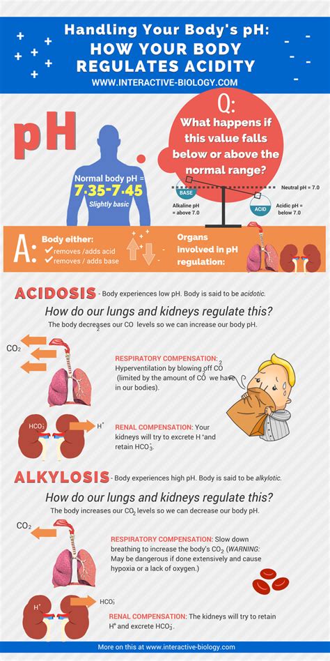 Handling pH: How Your Body Regulates Acidity - Interactive Biology, with Leslie Samuel | Schule