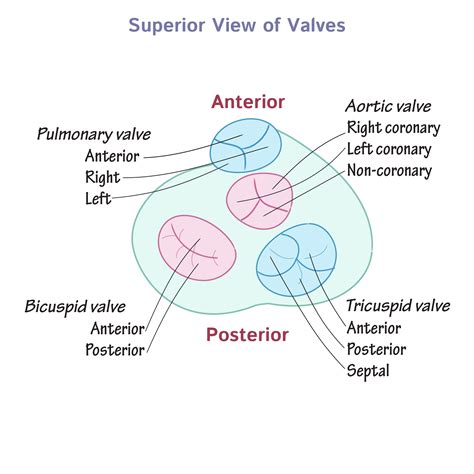 Gross Anatomy Glossary: Heart Valves | Draw It to Know It