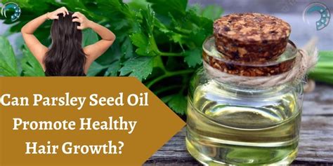 Can Parsley Seed Oil Promote Healthy Hair Growth?