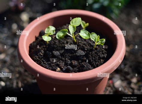 Growing hibiscus from seeds. Hibiscus moscheutos seedlings growing in ...