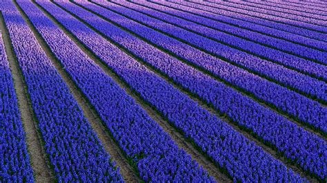 Spring, lilac, hyacinths, purple, flowers, field, HD wallpaper | Peakpx