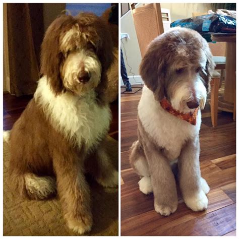 Sheepadoodle haircut styles before and after grooming photos – Artofit