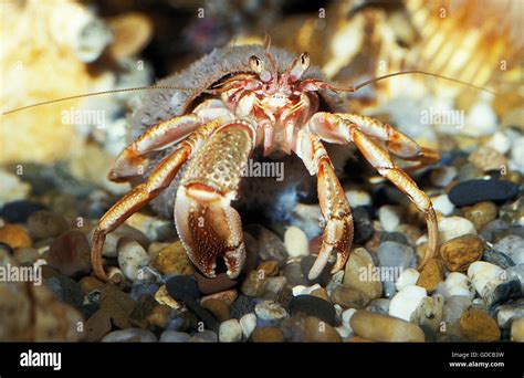 Hermit Crab, pagurus bernhardus, Adult in its Shell Stock Photo - Alamy