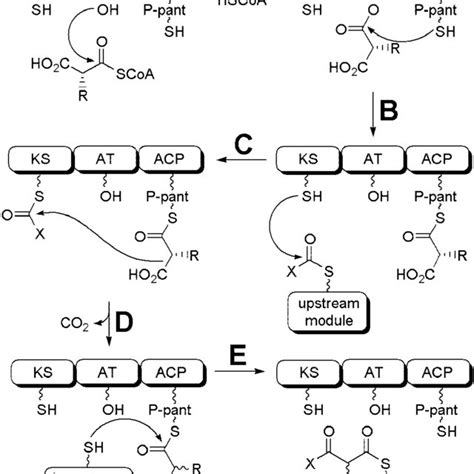 Native polyketide synthase pathways used to generate hybrid systems in ...