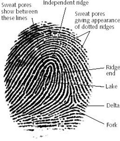 Fingerprint Evidence - ForenScope