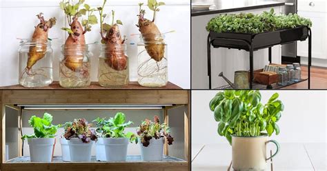 15 Best Indoor Vegetable Garden Ideas