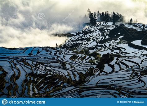 Yuanyang Rice Terrace Royalty-Free Stock Photo | CartoonDealer.com ...