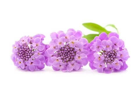 Purple flowers on a white background | Stock image | Colourbox