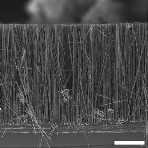 Scientific Image - Silicon Nanowire Array | NISE Network