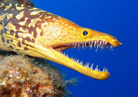 Fangtooth Moray Eel | Fish Laboratory